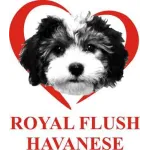 Royal Flush Havanese