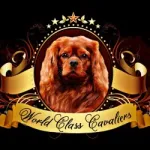 World Class Cavaliers Customer Service Phone, Email, Contacts