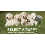 Select A Puppy