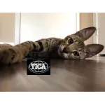 Bay Area Savannah Cats Customer Service Phone, Email, Contacts