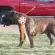 D & K Boerboels