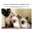Orecatay Traditional Siamese and Balinese Cattery reviews, listed as Bailey's Ragdolls