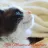 Red Mountain Ragdolls reviews, listed as Wild Onion Maine Coons