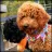 Kents Hill Australian Labradoodles reviews, listed as Blue Rose Cavaliers
