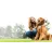 Pets Best Insurance Services reviews, listed as Choice Home Warranty
