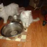 Hoobly - selling sick and neglected kittens