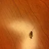 Americas Best Value Inn - roaches and bed bugs