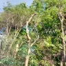 Asplundh Tree Expert - tree murdering, topping trees in hottest part of summer (above 100 degrees)
