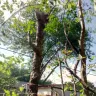 Asplundh Tree Expert - tree murdering, topping trees in hottest part of summer (above 100 degrees)