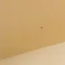 WoodSprings Suites - roach infested room
