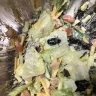 Sheetz - bug in salad