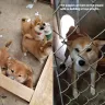 Bamboo and Shibas - unhealthy and poorly raised shibas - do not support this business