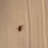 Sandals Resorts - bed bug infestation