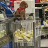 Real Canadian Superstore - Allowing dogs in the store