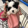 Costco - entering the store with a teacup puppy